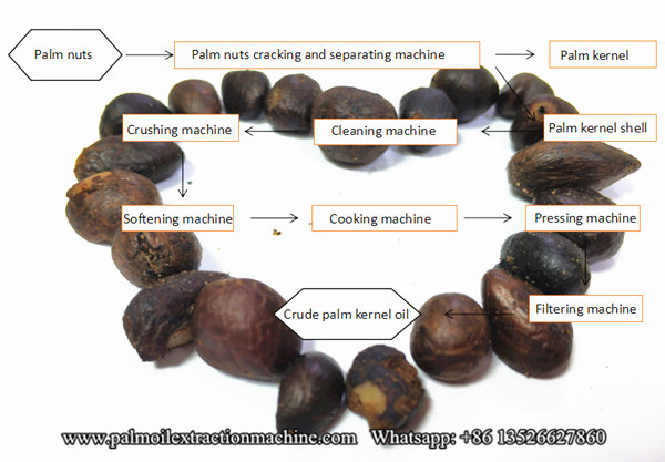 palm kernel oil extarction process 