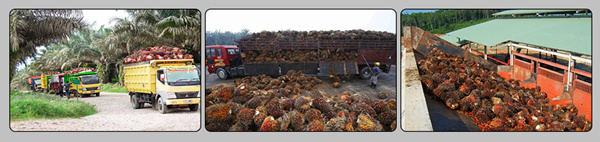 palm oil press production machine 