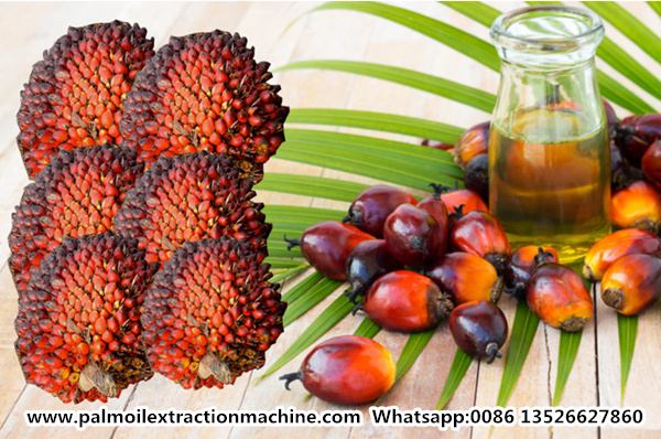 red palm oil 