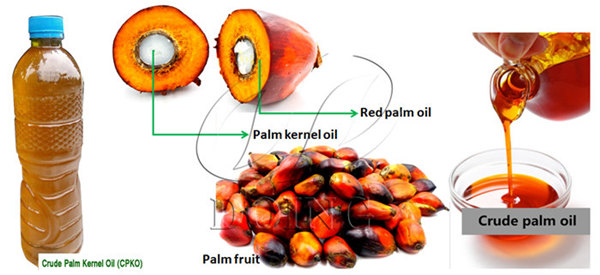 palm kernle oil processing machine 