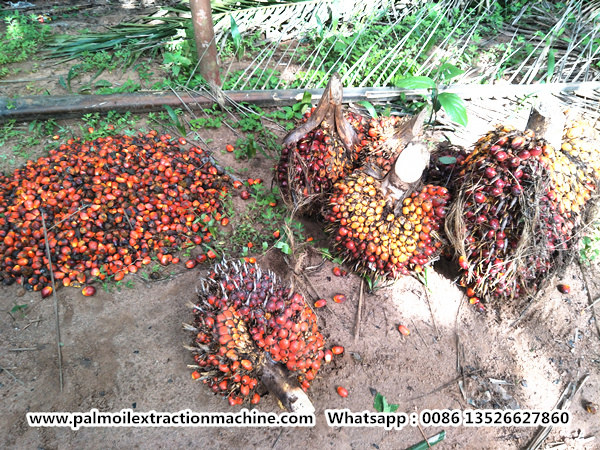 Nigeria palm oil industry