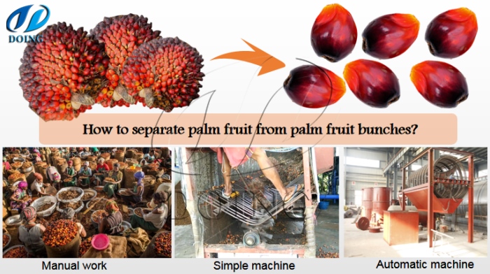 battage des fruits de palme