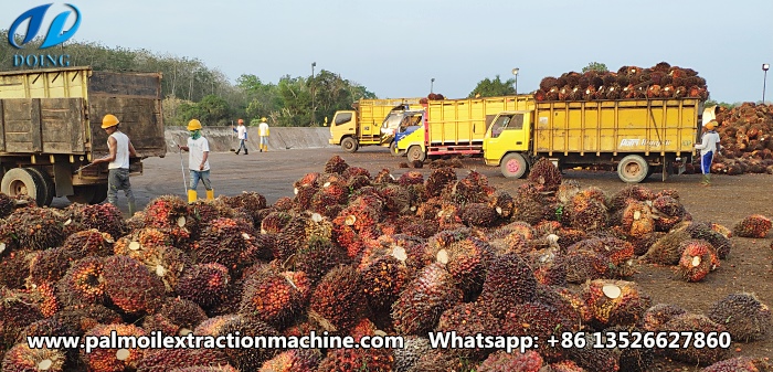 palm oil processing plant