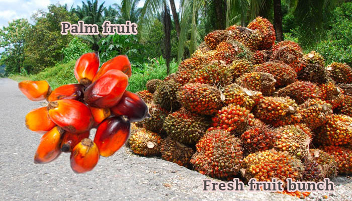 Oil Palm Plant