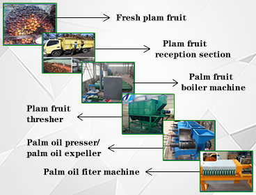 palm fruit and palm oil