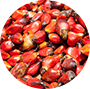 Palm Fruit