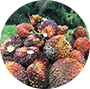 Palm Fruit Bunches