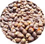 Palm Kernel