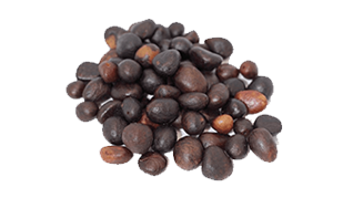 palm kernel