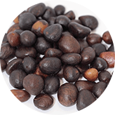Palm Kernel