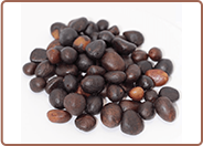 Palm Kernel
