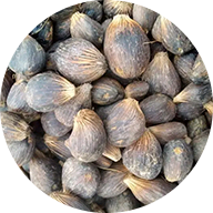 Palm Nut