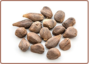 Palm Nut
