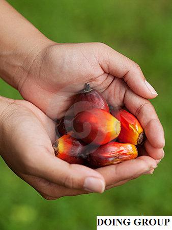How is palm oil made?