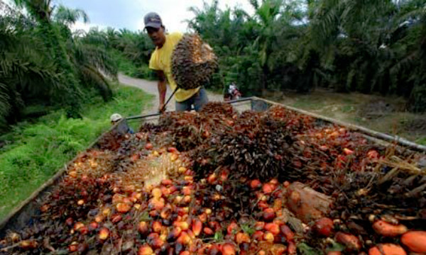 palm fruit bunches