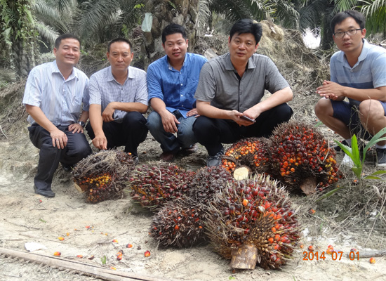 Palm tree and palm fruit