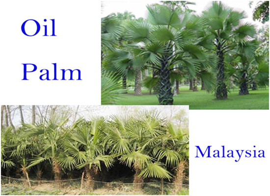 Company news|palm oil milling machine,palm oil press machine,palm oil ...
