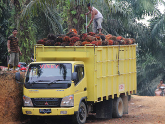 palm oil machine
