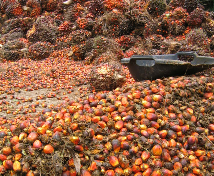 palm fruit