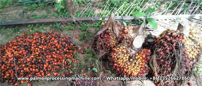 Palm fruits.jpg