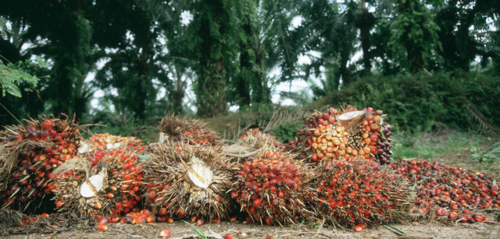 The photo of multiple palm fruits.jpg