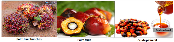 The photo of palm fruits and crude palm oil.jpg