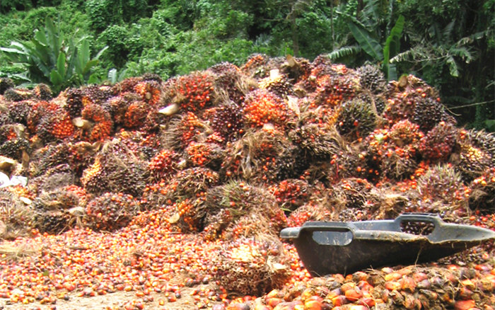 High-quality palm fruits.jpg