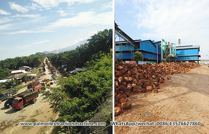 palm plantation.jpg