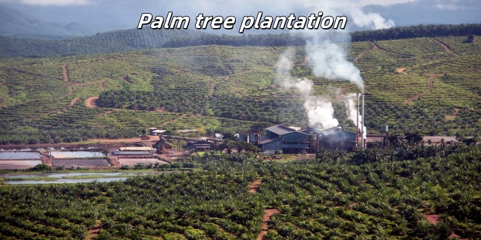 Palm tree plantation.jpg