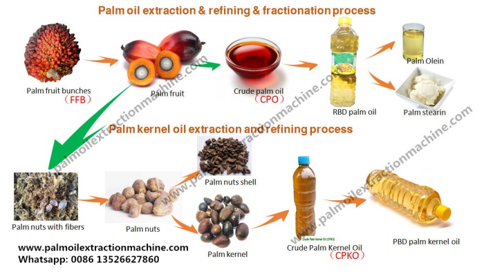 by-products of palm processing.jpg