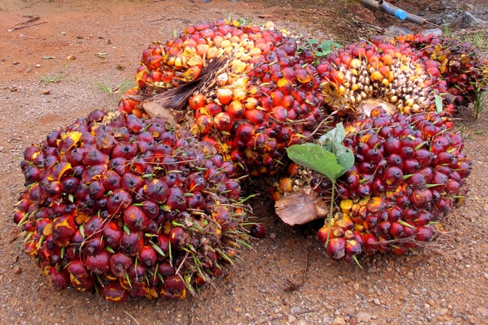 Ripe palm fruit bunches.jpg