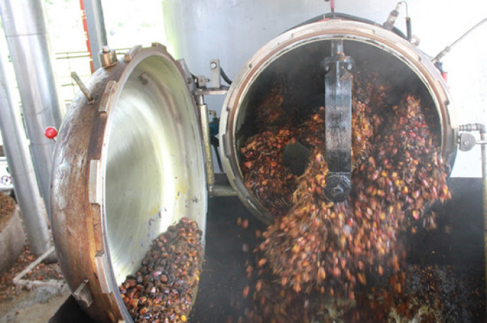 Palm fruit after sterilization.png