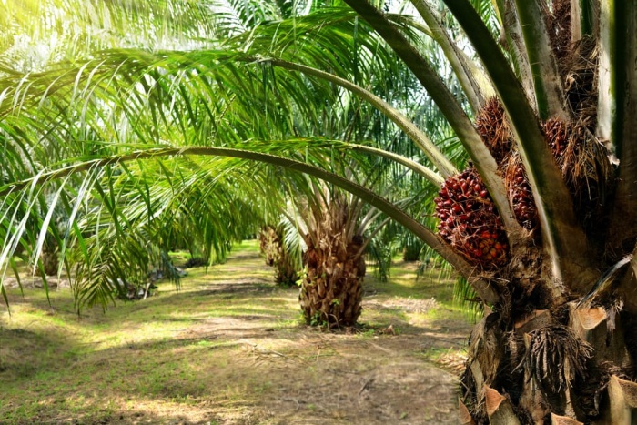 Oil palm plantations.jpg