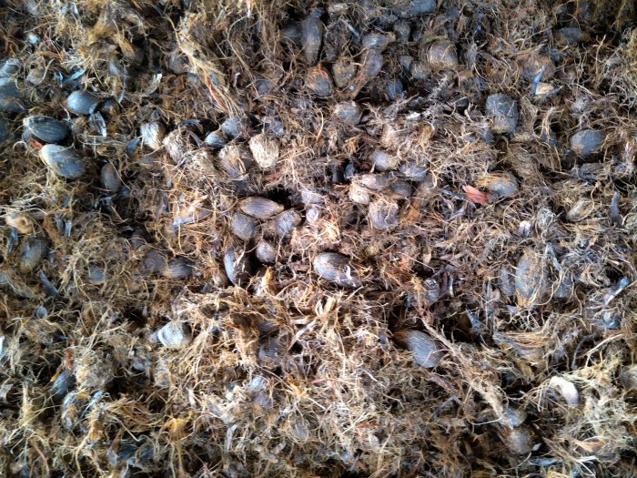 palm nuts and fibers