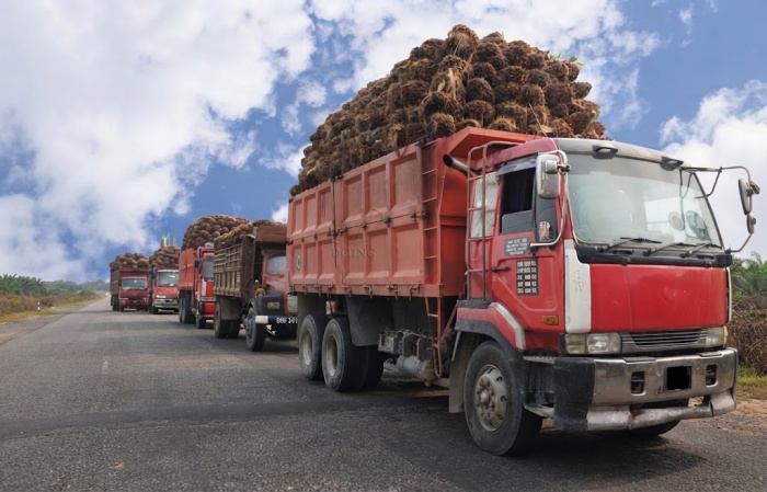 oil palm fruit bunches