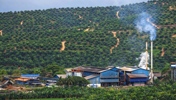 oil palm plantation