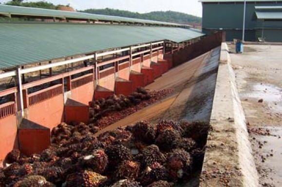 Palm Fruit storage