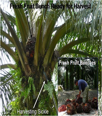 Palm oil plant