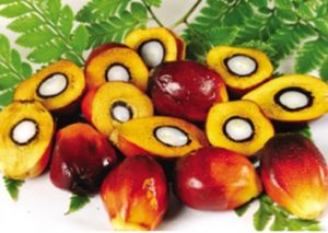 What is palm oil?_Industry news