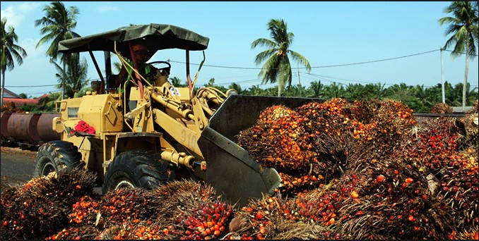 palm oil industry