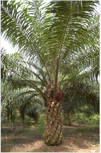 Palm oil tree