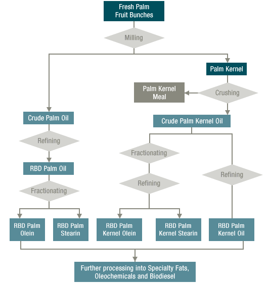 What is palm oil production process?