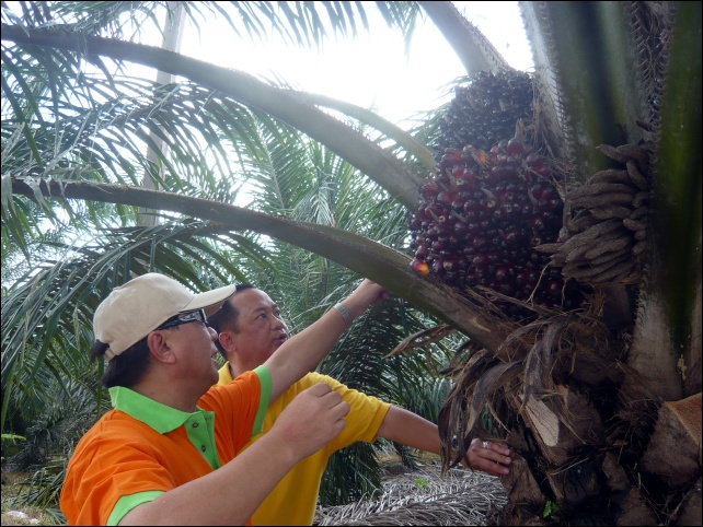 palm oil industry