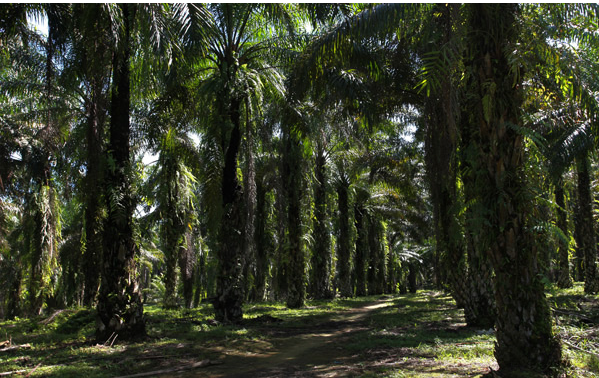 palm oil producer
