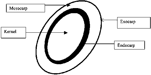 Structure of the palm fruit