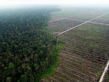 palm oil mill