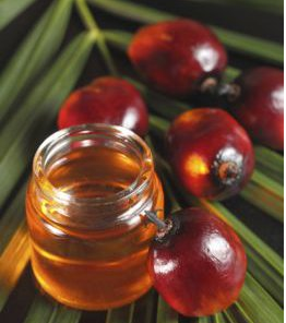 red palm fruit