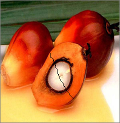 palm fruit palm kernel 