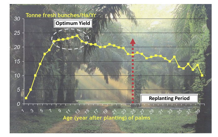 palm oil industry