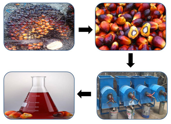 palm oil making machine